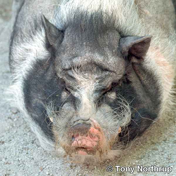 http://hellinthehallway.net/wp-content/uploads/2013/08/ugly-animals-pigs-1581719-o.jpg
