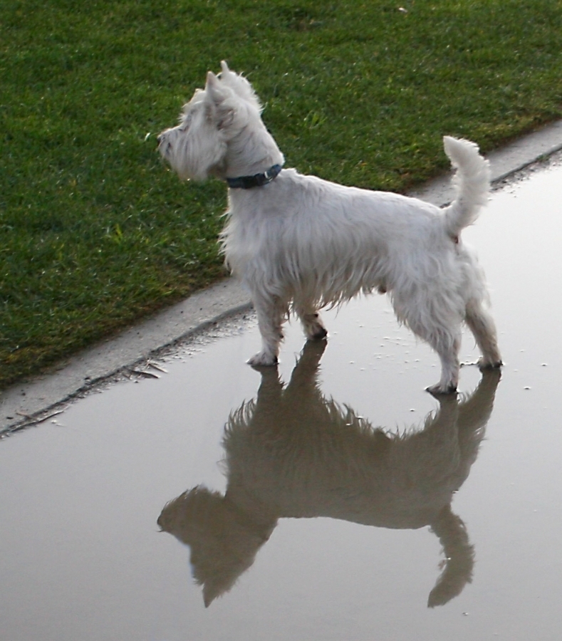 We had a rare rain the other day in So. Cal. Yoshi and I were walking through the park and he went into this puddle. I snapped the pic quickly.