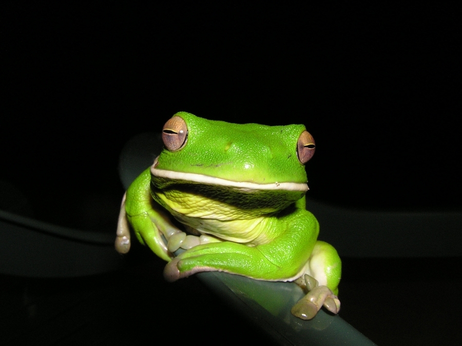 On our rainforest block we have many litoria infrafrenata frogs.  Boy are they loud during the monsoon!