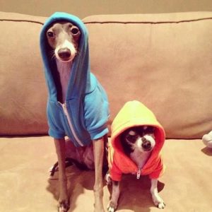 Image result for jenna marbles dogs