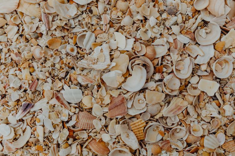 Sea shells on the beach, Algarve, Portugal